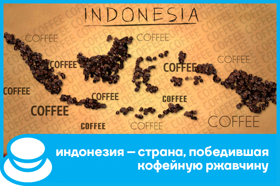 Индонезия - страна, победившая кофейную ржавчину