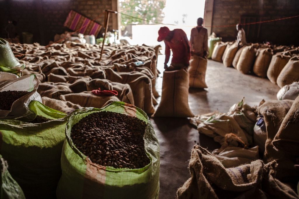 Экспортировать кофе. Бразилия плантации собиратели кофе. Плантации кофе в Эфиопии. Эфиопия Сидамо плантации. Плантации кофе в Бразилии.
